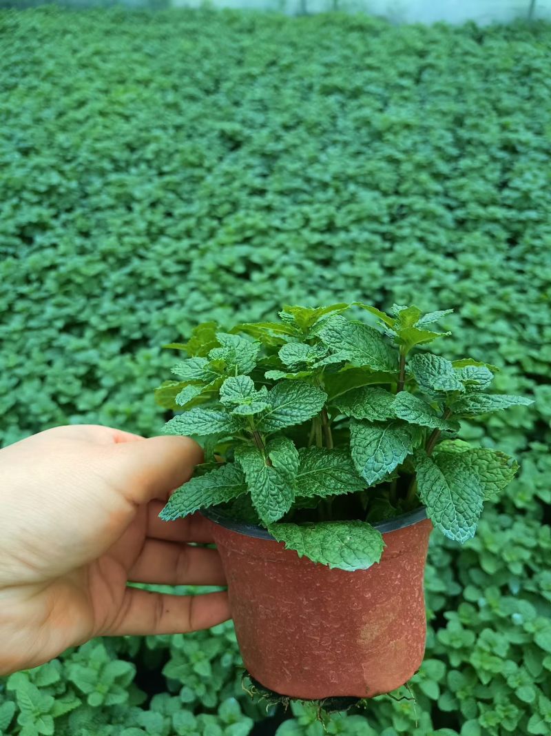 薄荷苗可食用薄荷绿植留兰香驱蚊室内客厅清香植物桌