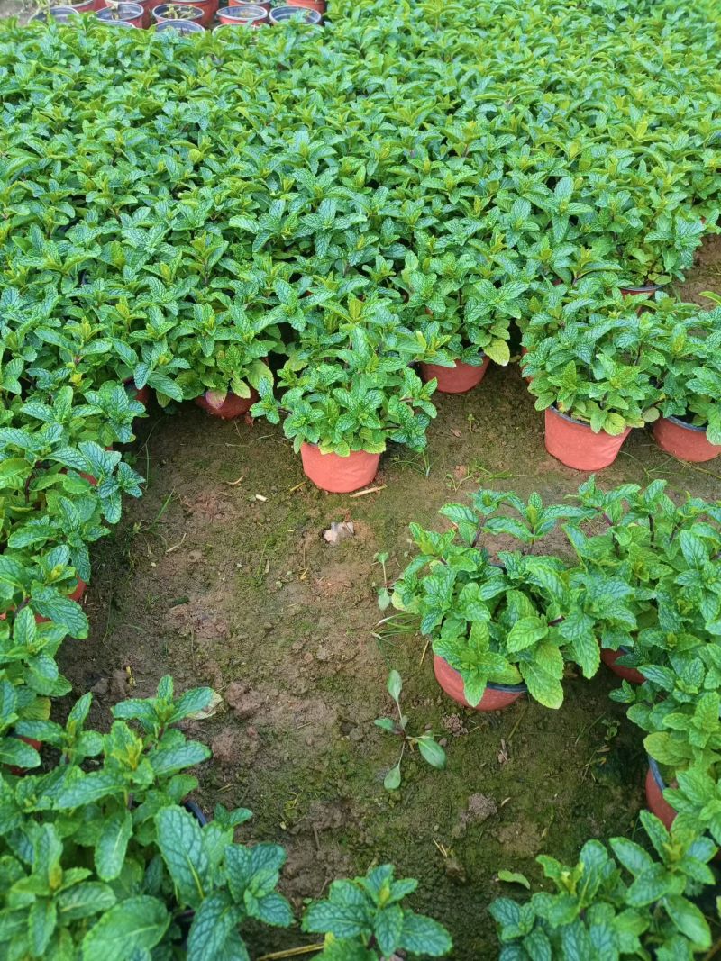薄荷苗可食用薄荷绿植留兰香驱蚊室内客厅清香植物桌
