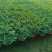 薄荷苗可食用薄荷绿植留兰香驱蚊室内客厅清香植物桌