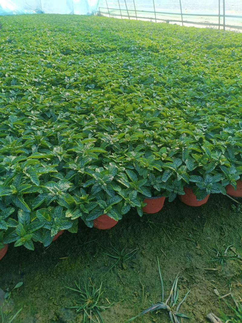 薄荷苗可食用薄荷绿植留兰香驱蚊室内客厅清香植物桌