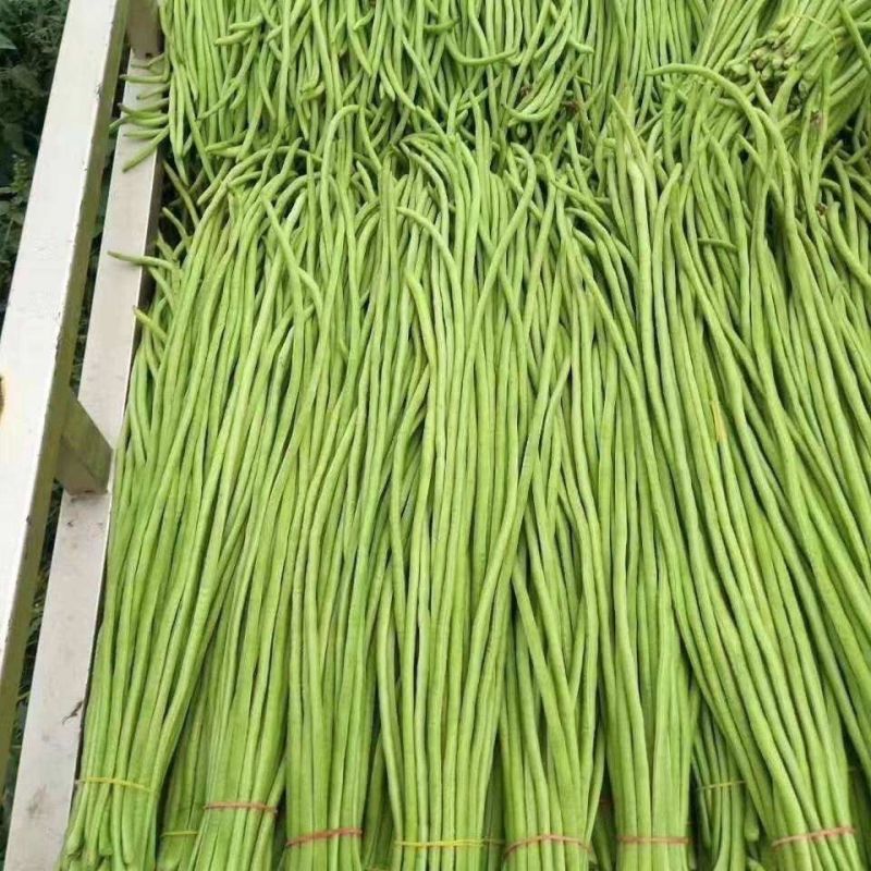 龙翠802长豆角种子翠绿油亮肉厚长条豆角种子高产耐老化