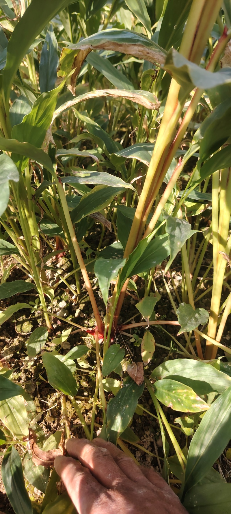 草果苗，草果苗草果苗