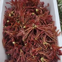 红油香椿芽