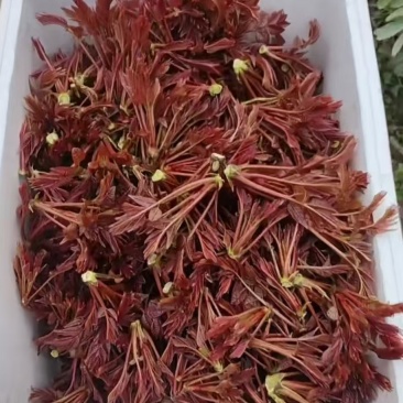 红油香椿芽