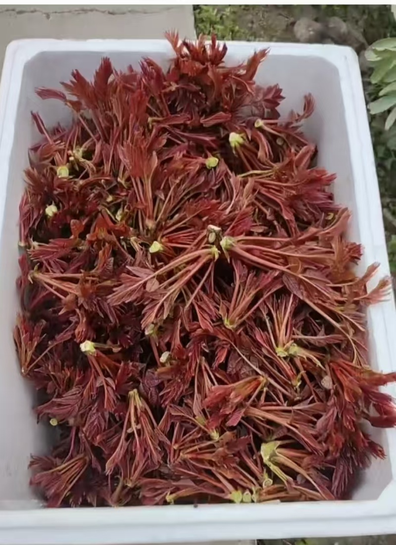 红油香椿芽
