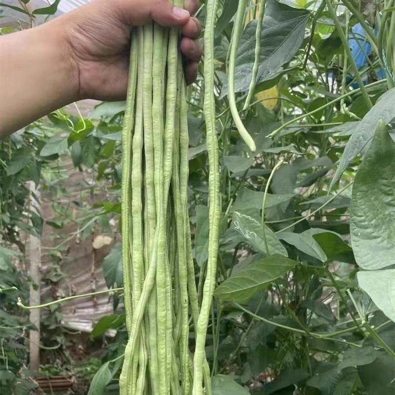 农望美星8号长豇豆种子早中熟荚条嫩绿色顺直长豆角种籽春秋