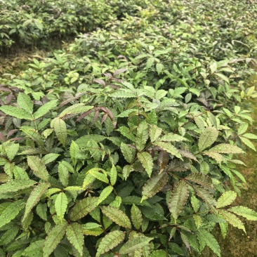 两面针苗，优质苗，一手货源，基地直发