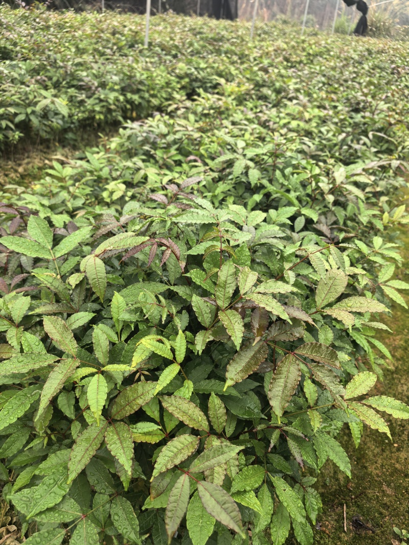 两面针苗，优质苗，一手货源，基地直发