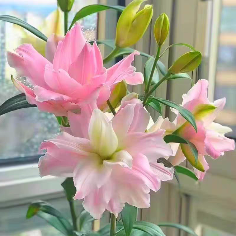进口香水百合种球大重瓣四季开花室内盆栽观花植物冬季好养活