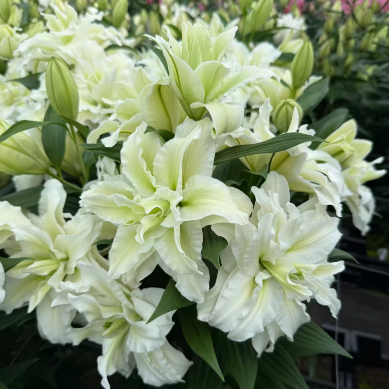进口香水百合种球大重瓣四季开花室内盆栽观花植物冬季好养活