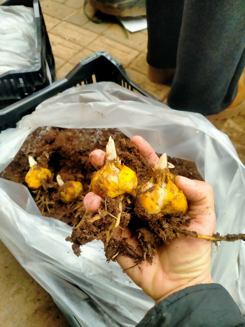 进口香水百合种球大重瓣四季开花室内盆栽观花植物冬季好养活