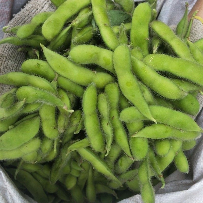 科鲜苏奎3号292毛豆种子大荚四季青黄豆鲜食早熟高产