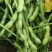 科鲜苏奎3号292毛豆种子大荚四季青黄豆鲜食早熟高产