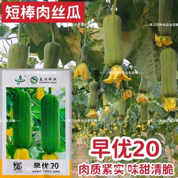 春润早优20丝瓜种籽短棒肉丝瓜种子早熟味甜清脆高产硬度好