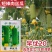 春润早优20丝瓜种籽短棒肉丝瓜种子早熟味甜清脆高产硬度好