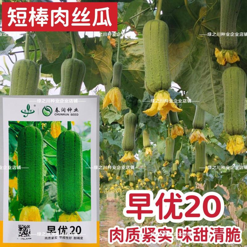 春润早优20丝瓜种籽短棒肉丝瓜种子早熟味甜清脆高产硬度好