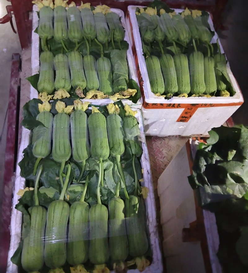 春润早优20丝瓜种籽短棒肉丝瓜种子早熟味甜清脆高产硬度好