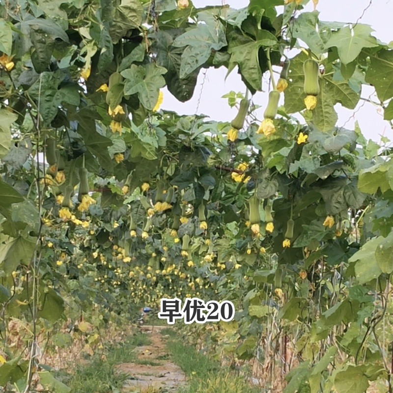 春润早优20丝瓜种籽短棒肉丝瓜种子早熟味甜清脆高产硬度好