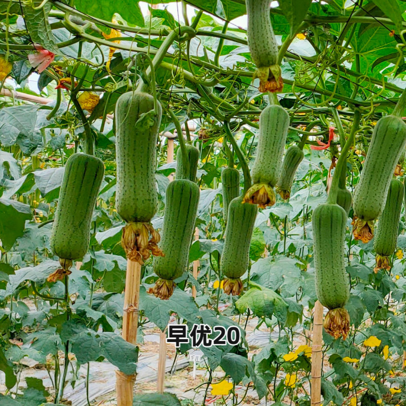 春润早优20丝瓜种籽短棒肉丝瓜种子早熟味甜清脆高产硬度好