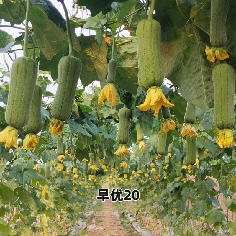 春润早优20丝瓜种籽短棒肉丝瓜种子早熟味甜清脆高产硬度好
