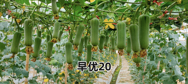 春润早优20丝瓜种籽短棒肉丝瓜种子早熟味甜清脆高产硬度好