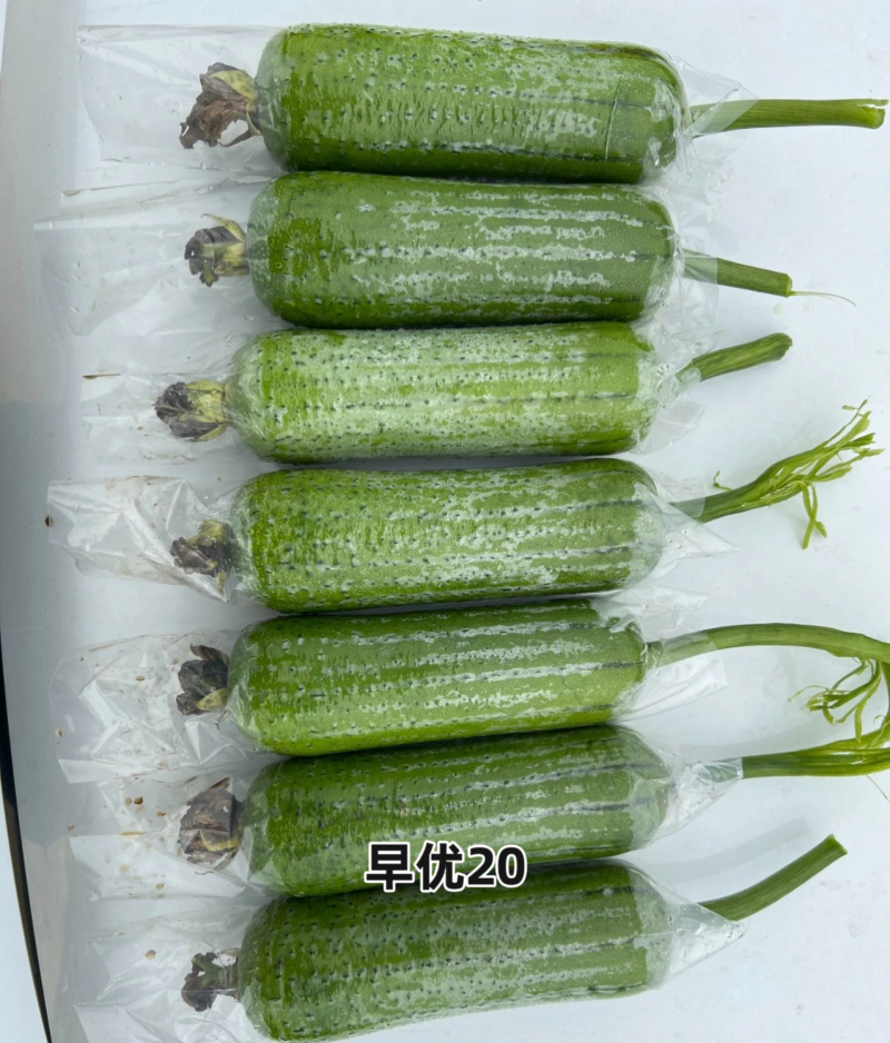 春润早优20丝瓜种籽短棒肉丝瓜种子早熟味甜清脆高产硬度好