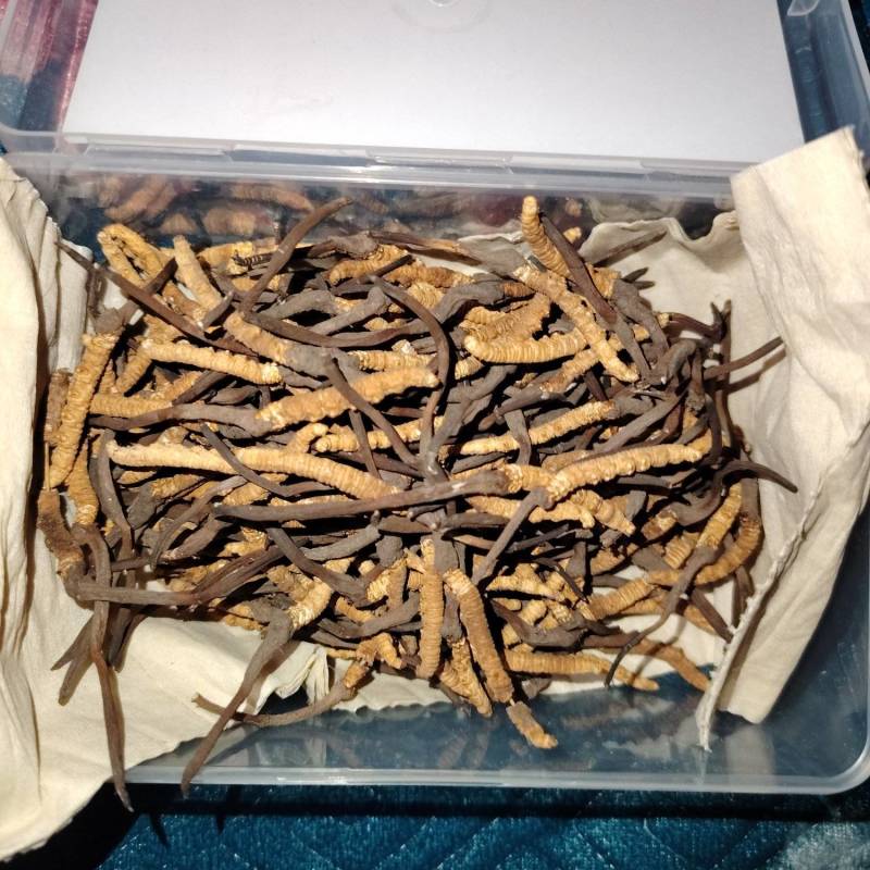 海拔四千米以上野生冬虫夏草