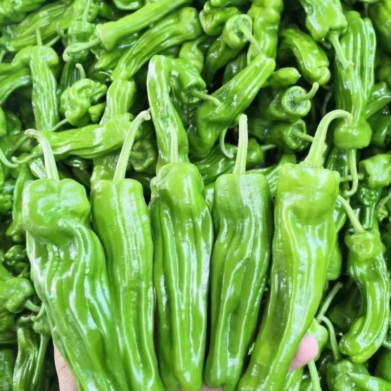 名川金薄早冠辣椒种子杂交种籽皮薄质口感好果早熟超大皱皮