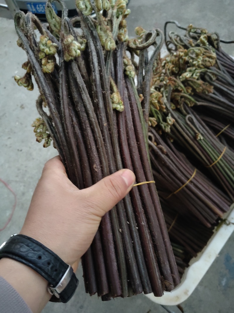 蕨菜贵州蕨菜
