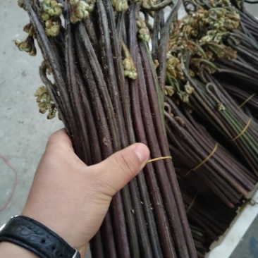 蕨菜贵州蕨菜