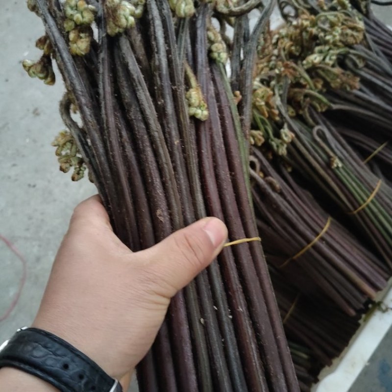 蕨菜贵州蕨菜