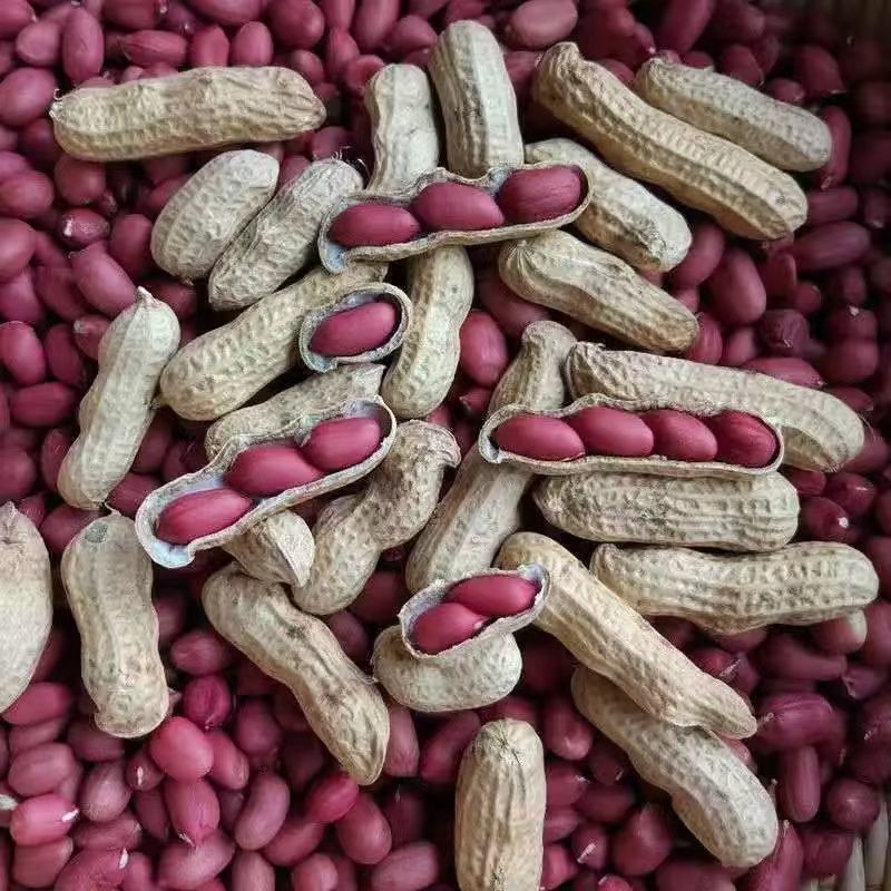 扶余四粒红花生种子油食两用大粒色泽红润出油率高花生种子