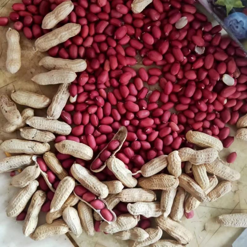 扶余四粒红花生种子油食两用大粒色泽红润出油率高花生种子