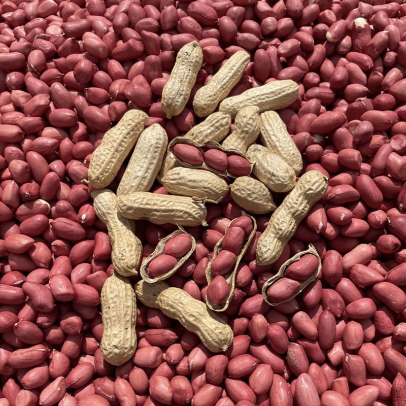 扶余四粒红花生种子油食两用大粒色泽红润出油率高花生种子