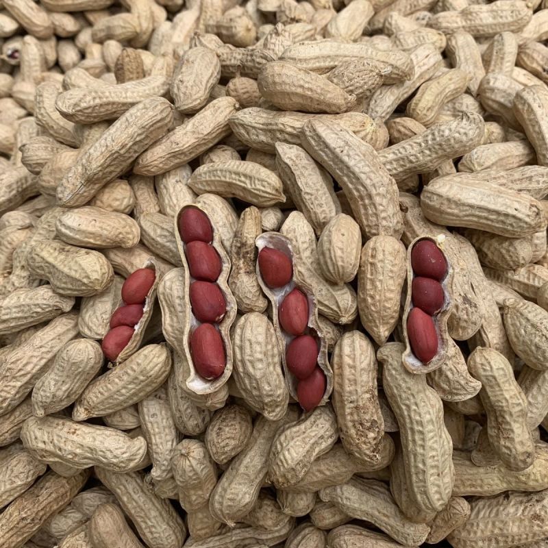 扶余四粒红花生种子油食两用大粒色泽红润出油率高花生种子