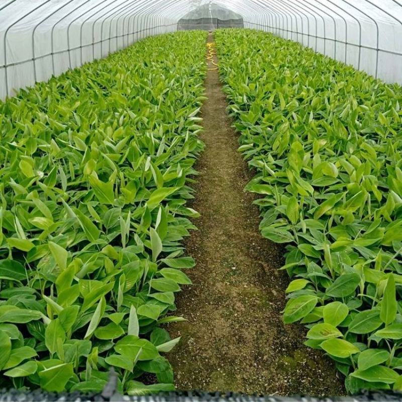 香蕉树苗中蕉九号苗香蕉王抗旱耐寒矮化果树苗当年结果带土带