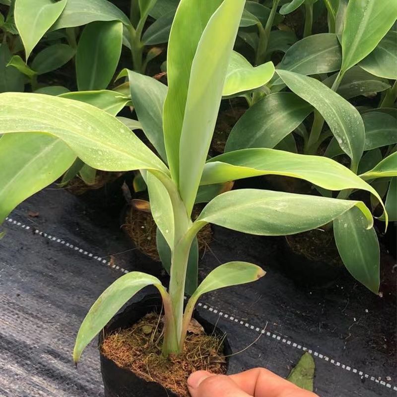 香蕉树苗中蕉九号苗香蕉王抗旱耐寒矮化果树苗当年结果带土带
