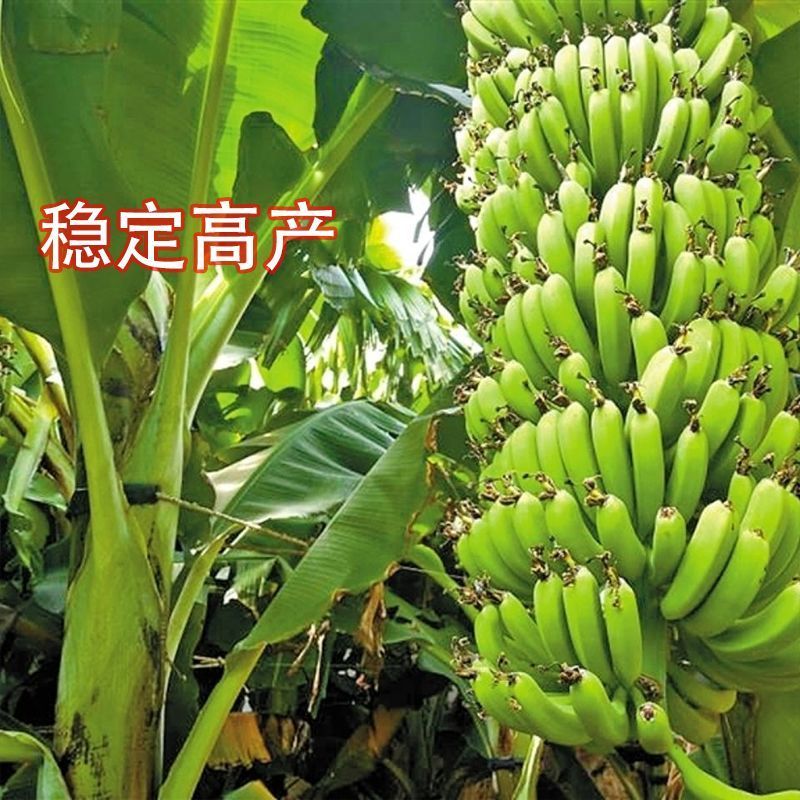 香蕉树苗中蕉九号苗香蕉王抗旱耐寒矮化果树苗当年结果带土带