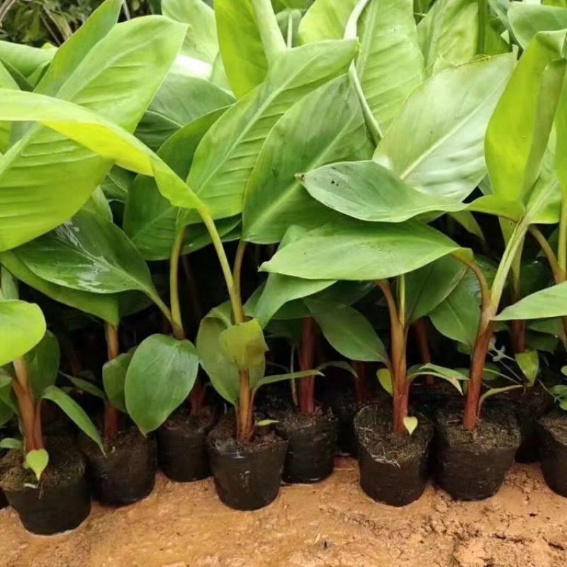 香蕉树苗中蕉九号苗香蕉王抗旱耐寒矮化果树苗当年结果带土带