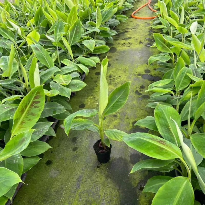 香蕉树苗中蕉九号苗香蕉王抗旱耐寒矮化果树苗当年结果带土带
