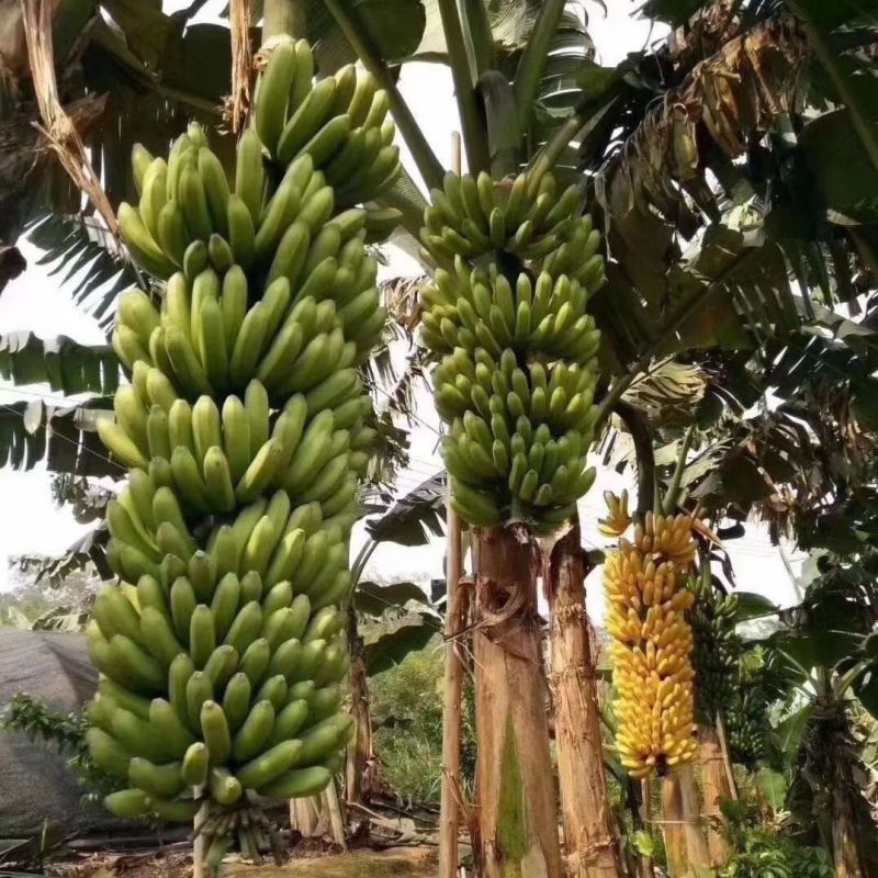 香蕉树苗中蕉九号苗香蕉王抗旱耐寒矮化果树苗当年结果带土带