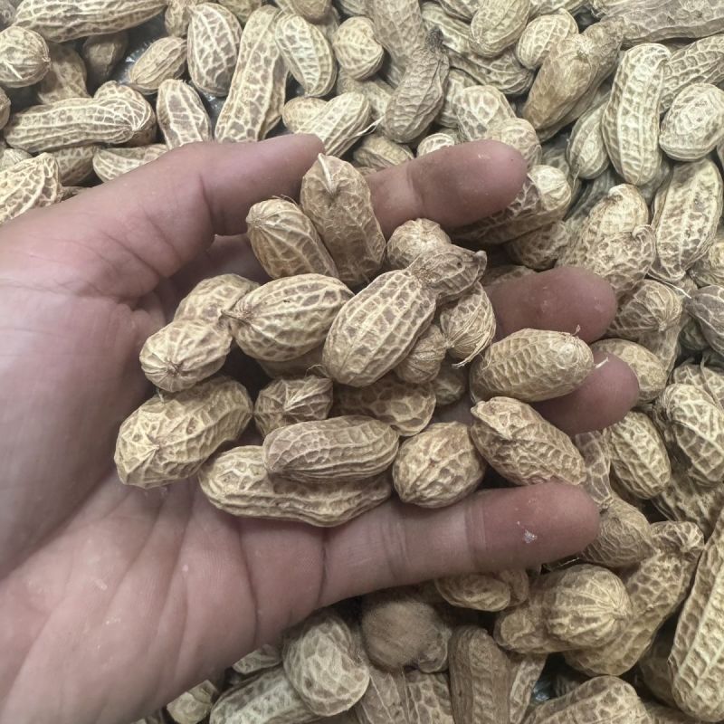 义天晟花育9616花生种子高产大花生新品薄壳矮秆高油抗旱