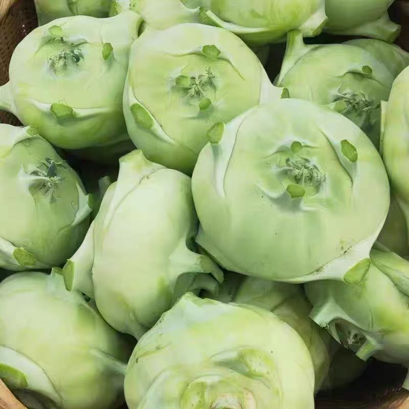 天津白苤兰种子早熟扁圆型浅绿苤蓝种子肉质脆嫩无纤维春秋蔬