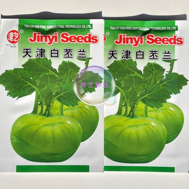 天津白苤兰种子早熟扁圆型浅绿苤蓝种子肉质脆嫩无纤维春秋蔬