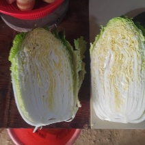 精品黄心大白菜