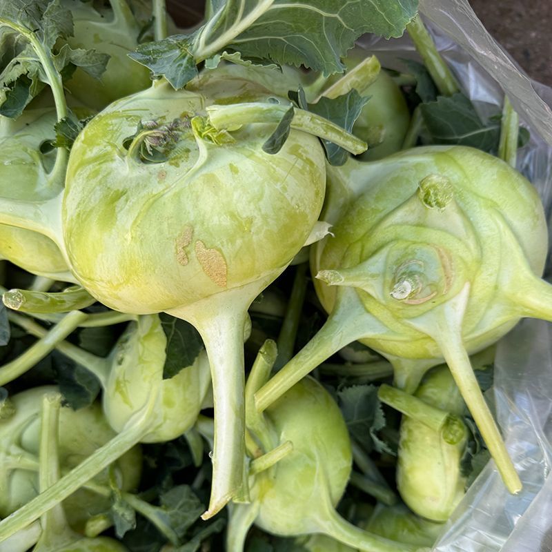 天津青苤兰种子苤蓝抗病中熟春秋栽培球茎甘蓝种子芥菜大头菜