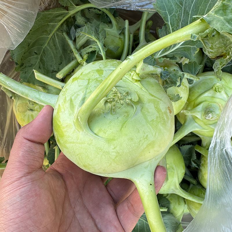 天津青苤兰种子苤蓝抗病中熟春秋栽培球茎甘蓝种子芥菜大头菜