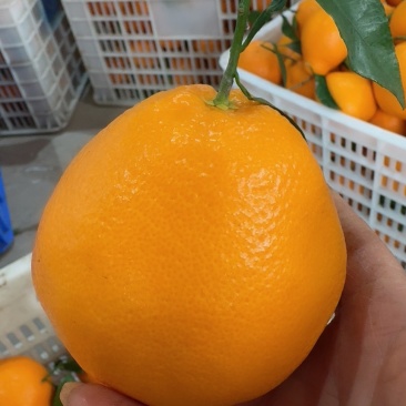 耙耙柑