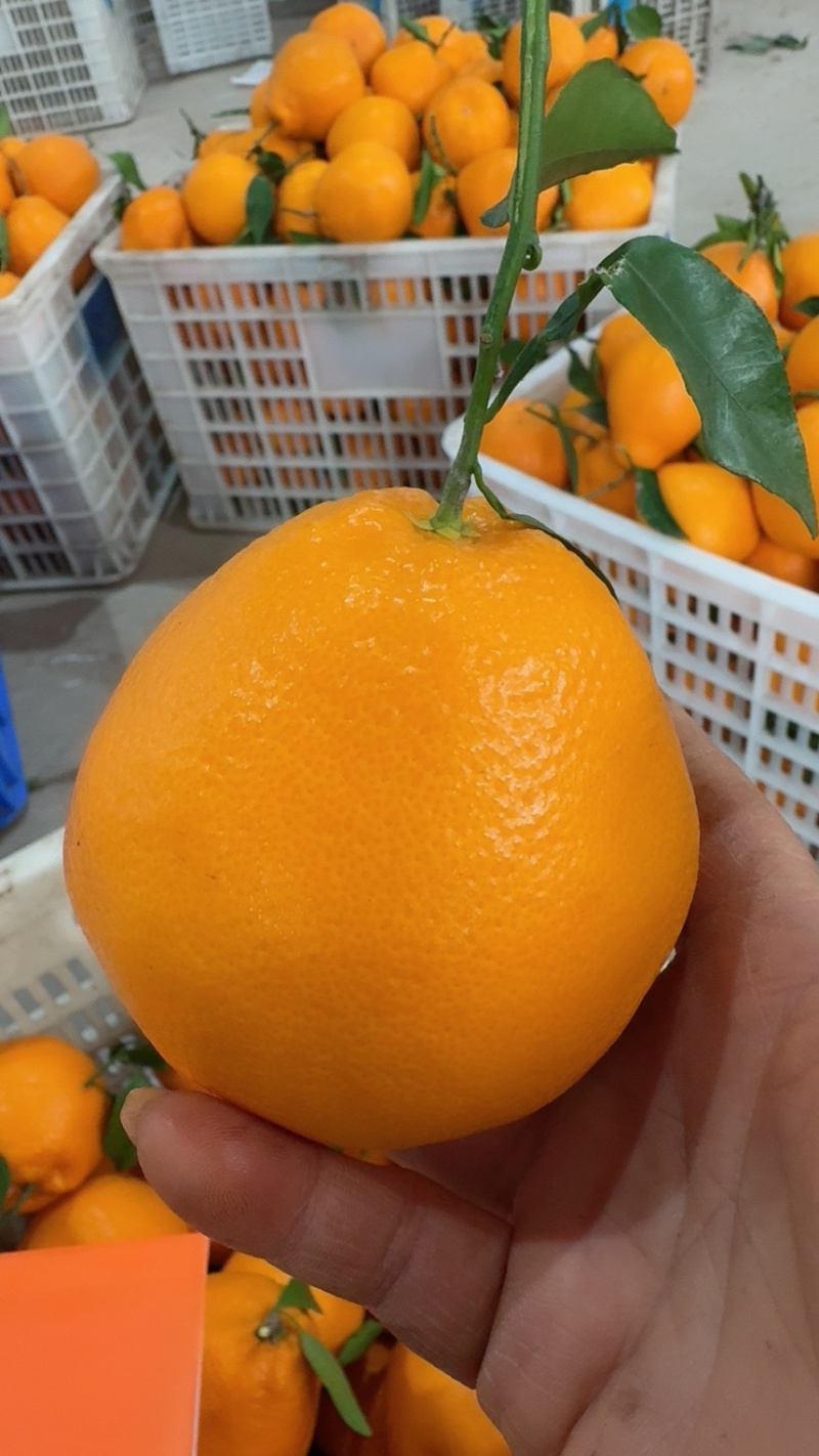 耙耙柑