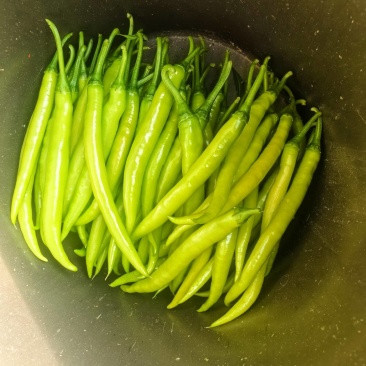 辽宁绥中县杭椒新鲜直发